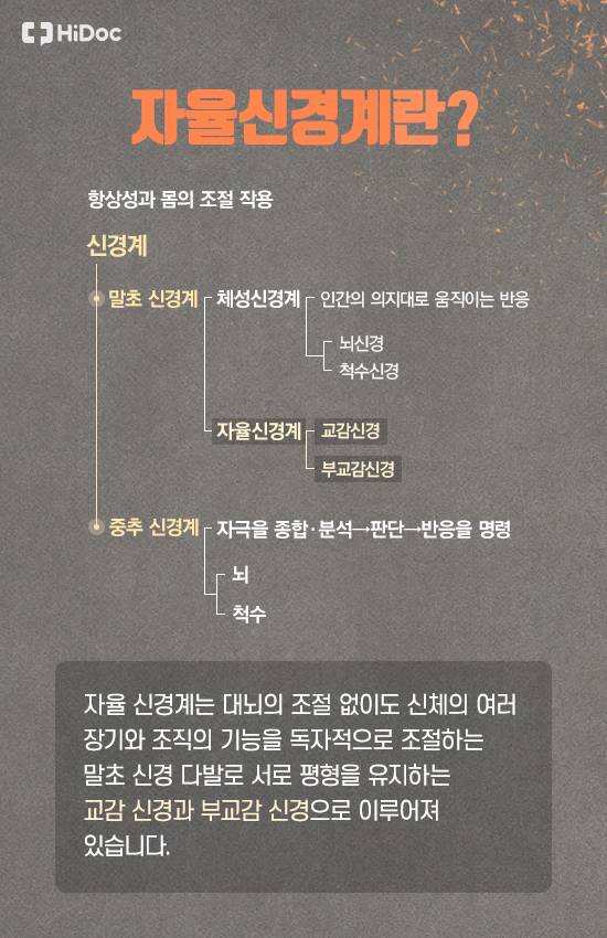 자율신경계란?자율 신경계는 대뇌의 조절 없이도 신체의 여러 장기와 조직의 기능을 독자 적으로 조절하는 말초 신경 다발로 서로 평형을 유지하는 교감 신경과 부교감 신경으로 이루어져 있습니다.