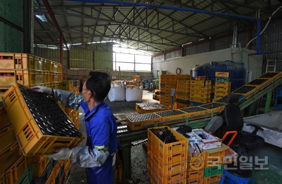 경북 영천 청운물산㈜ 유리병 세척 공장 직원이 재사용병 세척을 위해 컨베어벨트에 물건을 옮기고 있다.