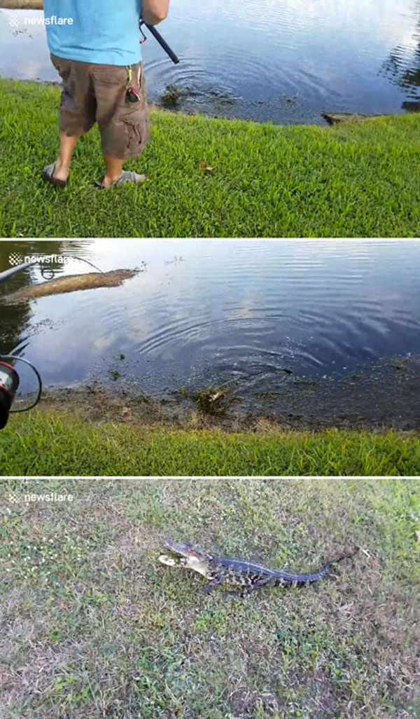 Liveleak.com(newsflare) / Mahesh balan youtube - 미국 플로리다주 웨스트체이스의 한 강태공이 연못에서 잡은 새끼 악어.