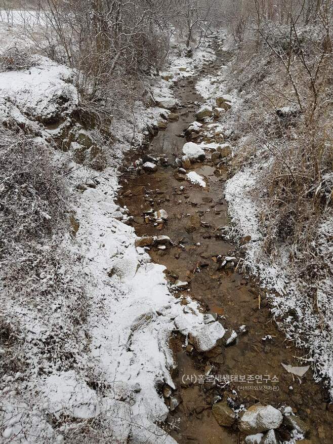한겨울에도 얼지 않는 홀로세생태보존연구소 옆 계곡 하천은 물속 생물들의 소중한 피난처이다.