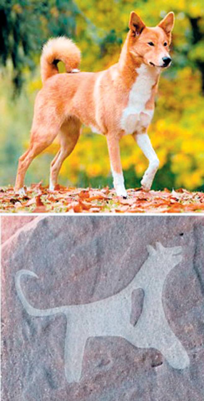 암각화에 나오는 개는 오늘날 중동에 사는 케이넌 개(위)와 흡사한 형태로 어깨의 흰무늬까지 표현하고 있다(아래)./독일 막스플랑크 연구소