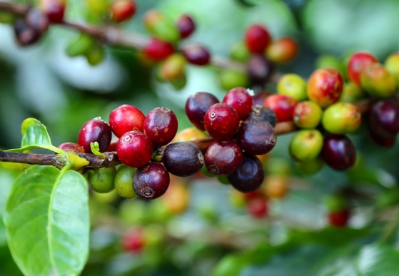 태국에서는10월부터 이듬해 2월까지가 커피 수확기다. 표면이 새빨갛게 익었을 때 열매를 딴다.