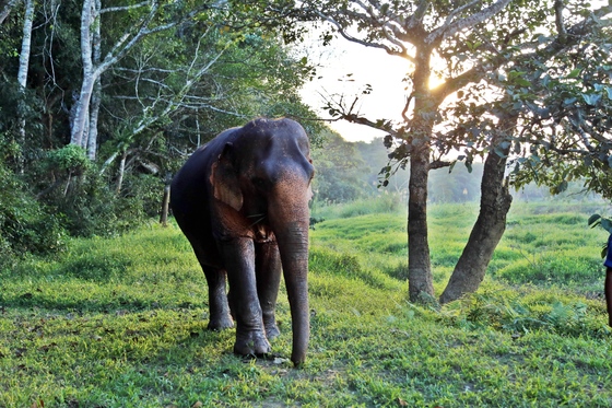 골든트라이앵글아시아코끼리재단(The Golden Triangle Asian Elephant Foundation)의 보호 받고 있는 코끼리.