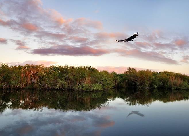미국 에버글레이즈 습지. 악어와 각종 물새가 사는 곳으로 국립공원으로 지정됐다.  게티이미지뱅크 제공