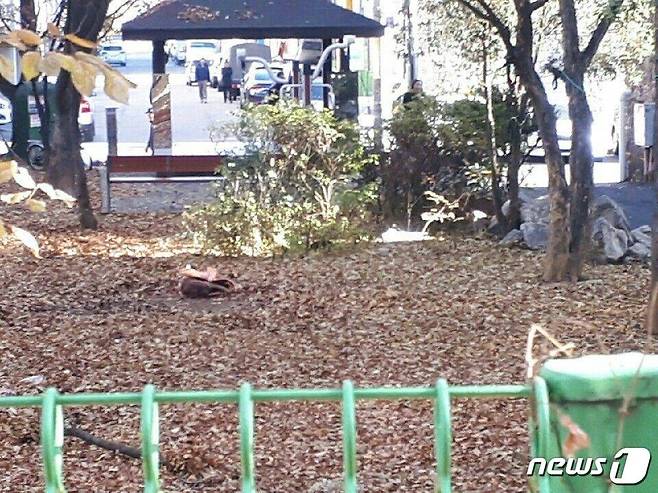 지난달 29일 인천시 한 여자중학교 앞에서 70대 노인들이개를 토막내는 사건이 발생했다.(사진 SNS 캡처)© News1