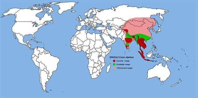 승냥이의 역사적 분포도와 현재 서식지를 나타낸 지도를 보면, 범위가 확연히 줄었음을 알 수 있다. 톰 비에른스타(Tom Bjornstad)