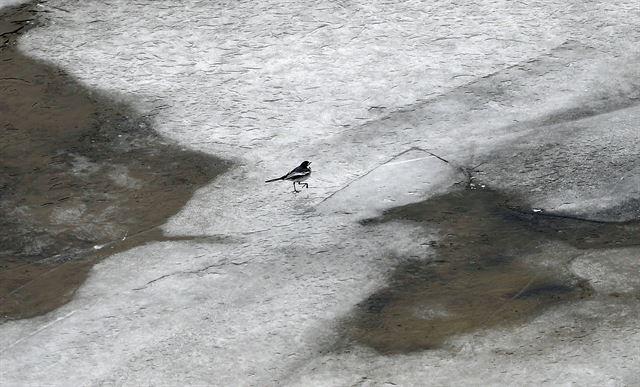15일 오후 서울 여의도 국회 인근 한강에 새 한마리가 얼음 조각 위를 걷고 있다.     올해 한강 결빙은 지난 겨울보다는 42일, 평년보다는 29일 이른 수준이며, 1946년 12월12일 이후 71년만에 가장 일찍 얼었다.연합뉴스