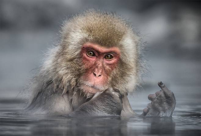 린다 올리버 야마모토가 일본 나가노 근처의 지고쿠다니 야생원숭이 공원에서 찍은 ‘명확한 메시지를 보냈어’.  “사진가 몇 명이 많은 관광객이 있는 혼잡한 상황에서 사진을 찍고 있었다. 나는 원숭이가 우리에게 보낸 메시지로 생각하고 싶었다. 이렇게 우리는 의인화해서 생각하지만, 사실은 이 원숭이는 손가락을 다친 것 같았다.”