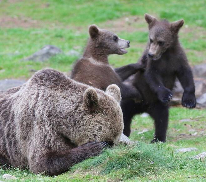멜리사 놀란의 작품 ‘곰이 필요한 것’. “제발 5초만! 어미 갈색곰이 조금만 쉬지고 한다.” 핀란드 마틴셀코넨에서 찍었다.