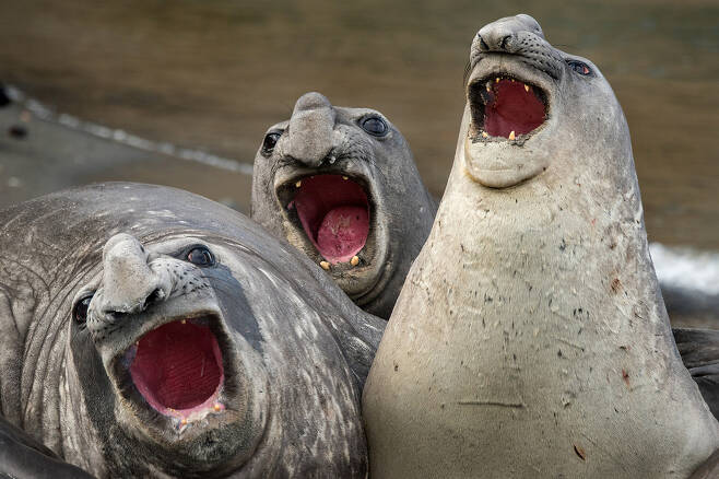 로이 갈리츠의 작품 ‘세 마리’. 사우스조지아섬에서 코끼리물범이 함께 노래를 부르고 있었다.