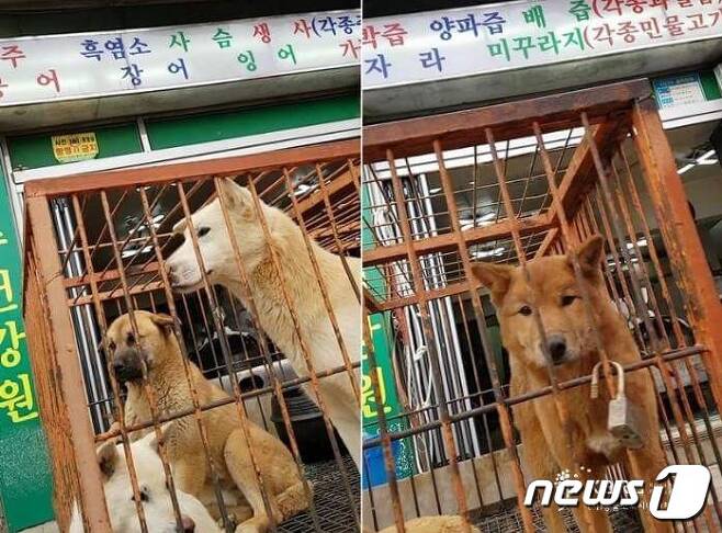 모란시장내 도살을 기다리는 개들(사진 동물보호시민단체 카라 페이스북 캡처)© News1