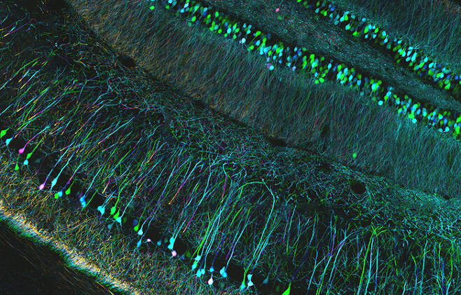 공초점형(confocal) 현미경으로 촬영한 생쥐 해마. 해마는 사건 기억과 공간 탐색에서 중요한 뇌 부위이다. 분홍색, 연두색, 하늘색 부분은 각각의 신경세포를 나타낸다. 본문에 설명된 것처럼 형광 단백질이 내는 형광을 촬영한 뒤 디지털로 색깔을 입혀서 얻은 이미지다. / 사진 출처=Flickr(zeissmicro)