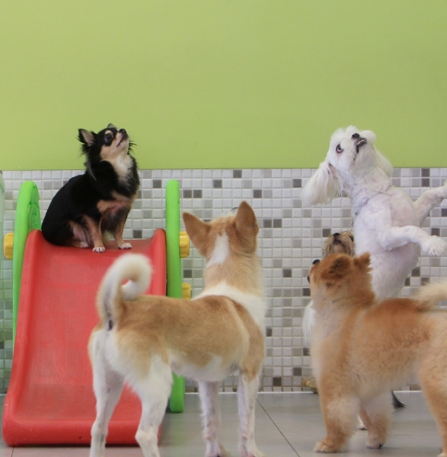 어릴 때 다른 개들과 지낸 개들이 나중에 다른 개들과 만났을 때 더 행복하다. 박미향 기자