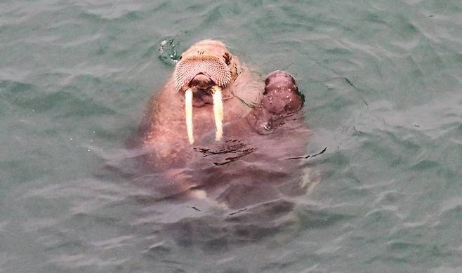 바다코끼리 어미가 새끼와 얼굴을 맞댄 자세에서 왼쪽으로 새끼를 품고 있다. 안드레이 길료프/바이올로지 레터스 제공