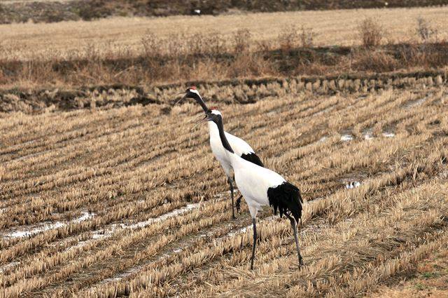 겨울을 나기 위해 강원 철원군 민통선 내 철원평야를 찾은 두루미 부부. 국립생태원 제공