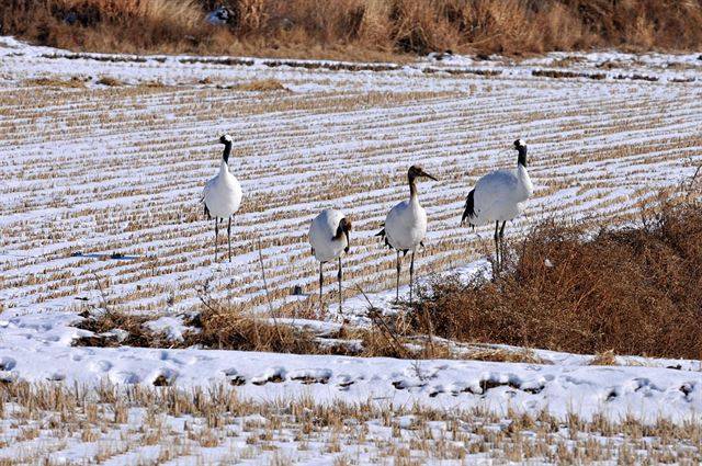 어린 새들을 가운데 둔 두루미 부모가 주변을 경계하고 있는 모습. 국립생태원 제공