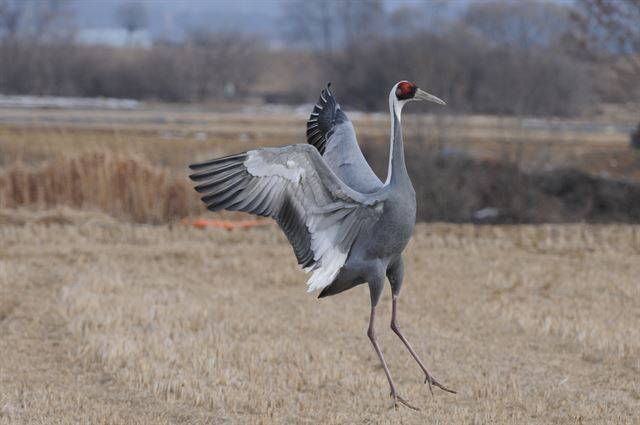 재두루미의 학춤은 상호교감, 과시, 경쟁적 행동이 내재되어 있다. 국립생태원 제공