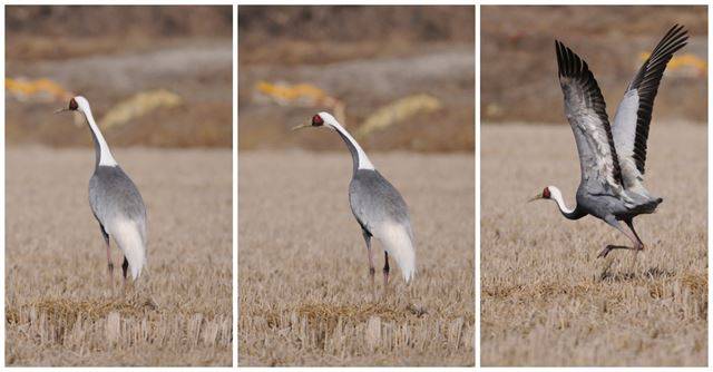 비행 전 두루미가 주변 무리에게 자신의 비행의사를 알려 함께 날아가려는 신호를 하고 있다. 국립생태원 제공