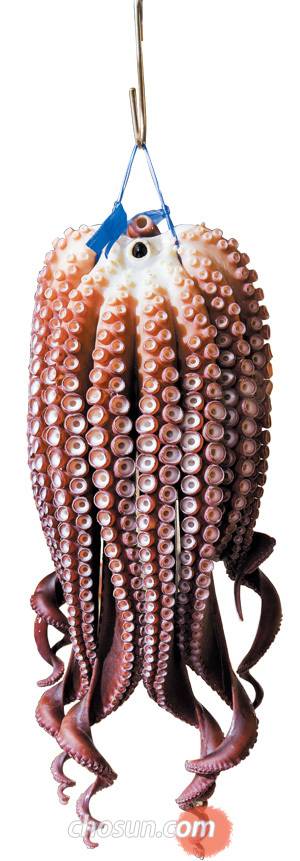 포항 죽도시장 ‘포항문어80번’에서 삶아낸 문어. 재빨리 건져 매달아 가능한 빨리 열기를 빼내야 문어 육질이 탱탱하면서도 부드럽다. / 김종연 영상미디어 기자