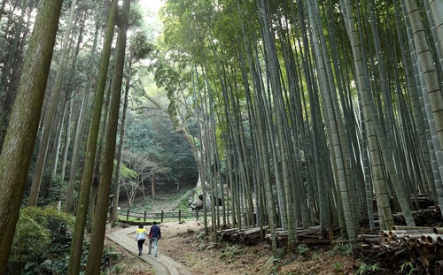3천년 수령의 녹나무(뒤쪽)와 초입의 대나무 숲길(성연재 기자)