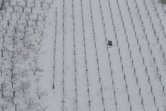 7일 오후부터 대구·경북에 내리기 시작한 눈이 8일 오전까지 계속되고 있다. 8일 오전 봄농사를 앞둔 대구 수성구 한 과수원에 눈이 쌓이고 있다. [뉴스1]