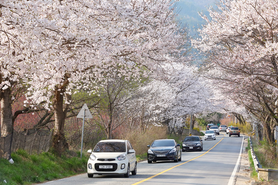 국내에서 가장 긴 벚꽃길이 있는 대청호변.