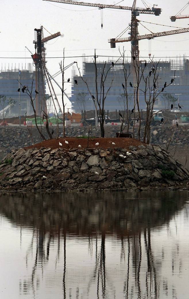 대형 빌딩들이 건설되고 있는 ‘이 도시’의 한 공사장 주변에서 천연기념물 저어새(흰색)와 민물가마우지(검은색)가 날개를 쉬고 있다. <한겨레> 자료사진