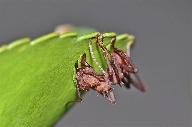 낫 모양으로 되어 있는 잎꾼개미의 턱은 날카롭고 무는 힘이 강하다. 국립생태원 제공