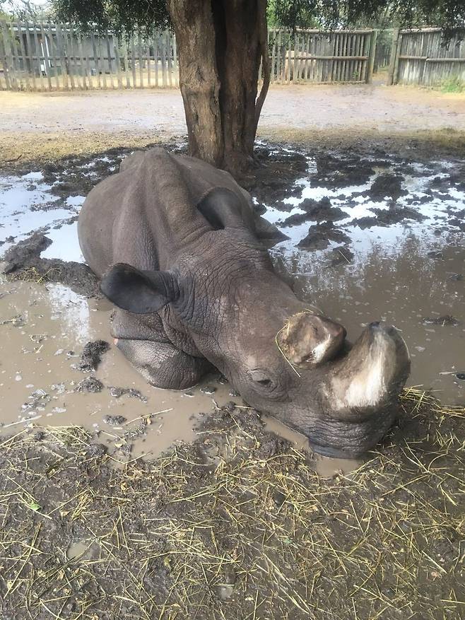 수컷 북부 흰코뿔소 ‘수단’의 마지막 모습.