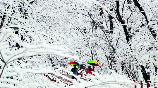 전국 대부분 지역에 눈이 내린 21일 경남 함양군 천년의 숲 상림공원을 찾은 사람들이 오색 우산을 들고 설경을 만끽하고 있다. 함양군 제공