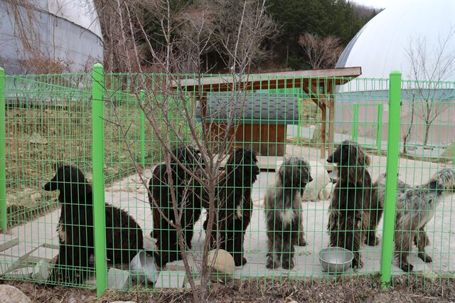 아프간 하운드종 개들이 사람들이 지나가자 철창 앞으로 나와 나란히 서 있다. 개들은 추위나 더위를 피할 곳 없이 야외에서만 지내야 한다.