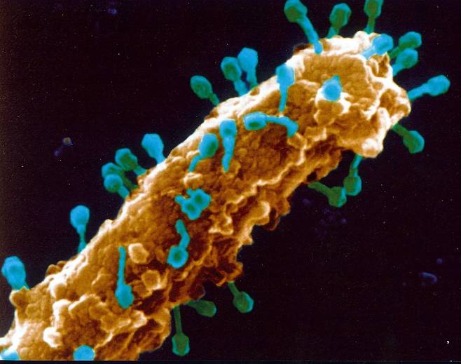 세균 세포에 붙어있는 박테리오파지. 파란색이 박테리오파지다. [중앙포토]