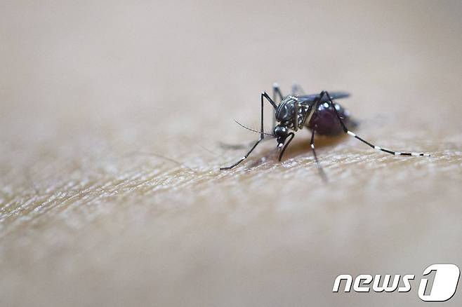 세계보건기구(WHO)에 따르면 매년 100만명 이상이 모기가 옮기는 전염병에 감염돼 사망한다. <자료사진> © AFP=뉴스1