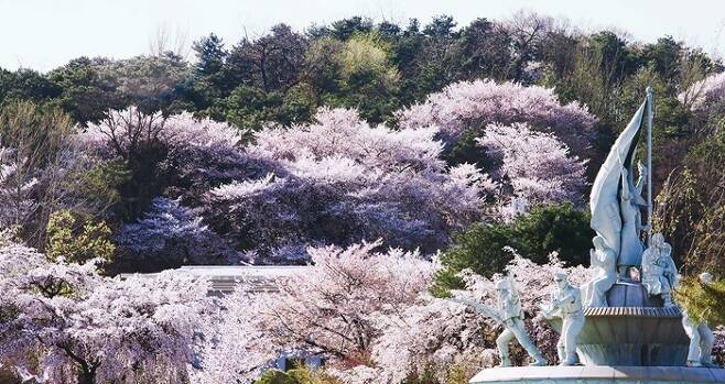 서울국립현충원 벚꽃