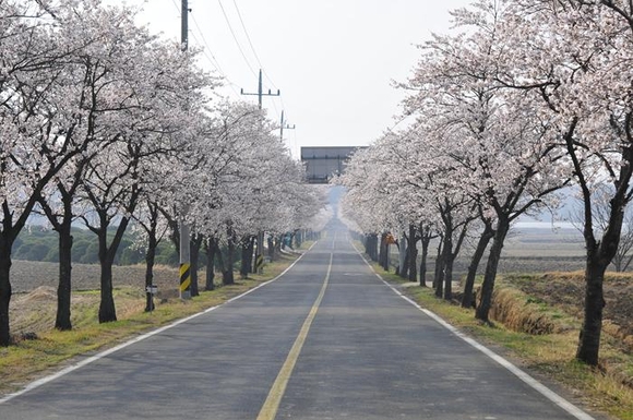 화엄사 가는 길의 벚꽃 터널