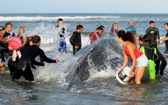 고래에게 바닷물을 뿌려주는 시민들. 로이터연합뉴스