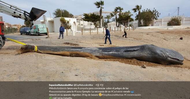 스페인 남부 해변에서 2월 발견된 향고래 주검. EspaciosNaturalesMur 트위터 갈무리