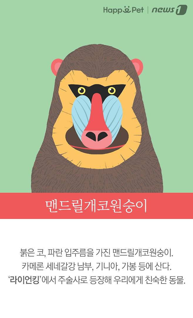 맨드릴개코원숭이