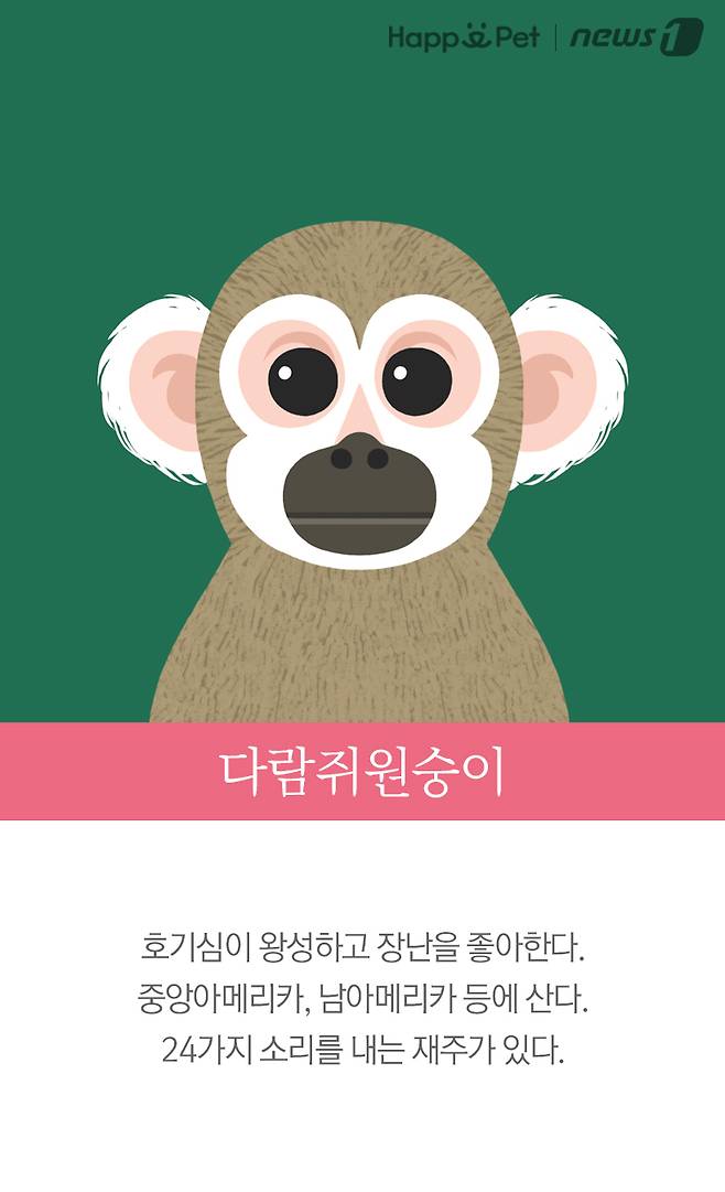 다람쥐원숭이