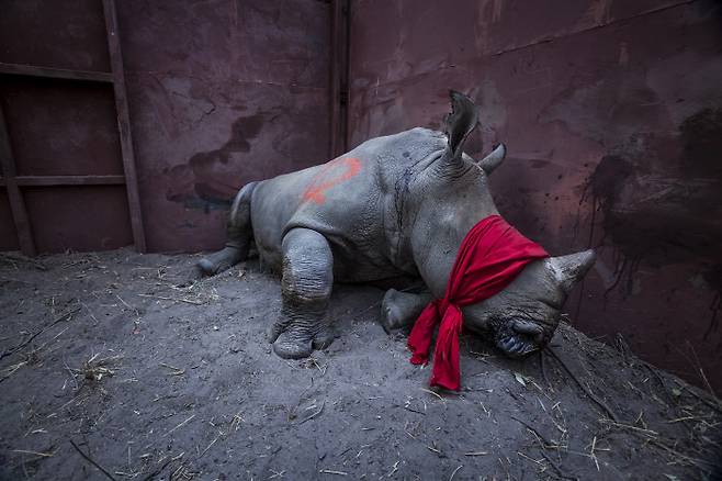 단사진부문 1위. 아프리카의 \'남부흰코뿔소\' 보호노력을 취재 보도한 사진가 닐 알드리지의 작품. EPA연합뉴스