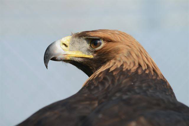 검독수리의 학명과 영명은 모두 목덜미의 금빛 깃색에서 유래했다.