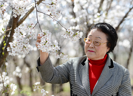 국내 최초로 독신 여성 모임을 만든 비혼주의자 김애순 씨가 지난 12일 경기 고양 일산의 한 공원에서 벚꽃을 바라보며 미소 짓고 있다.  김선규 기자 ufokim@