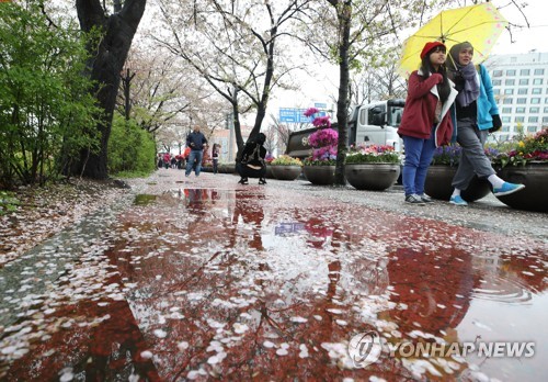 봄비에 떨어진 벚꽃 모습 [연합뉴스 자료 사진]