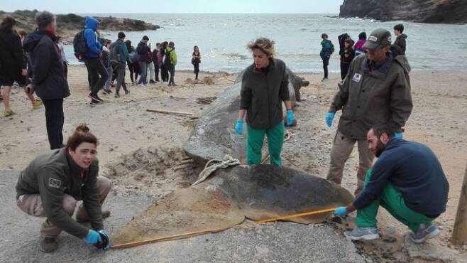 올해 2월 스페인 남부 카보데팔로스 해변에서 향고래 한 마리가 죽은 채 발견됐다. 부검 결과 이 고래의 사인은 플라스틱 쓰레기를 삼켜 생긴 복막염으로 드러났다. - 사진 출처 스페인 무르시아문화환경국