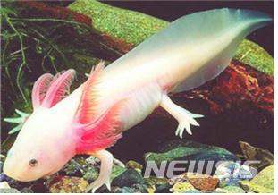 도롱뇽 불법유통. 사진은 유전자변형생물체(LMO) 관상용 도롱뇽(우파루파·영어명 Axolotl). /사진=뉴시스 (해수부 제공)