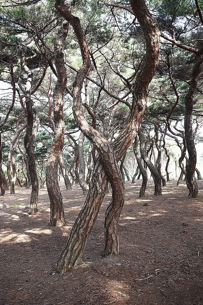 서로 X자형으로 교차하여 올라가는 소나무 두 그루의 모습. 필자가 임의로 부부소나무라고 붙였다. ⓒ홍윤호