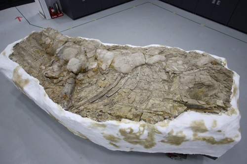 포항에서 나온 고래뼈 화석.