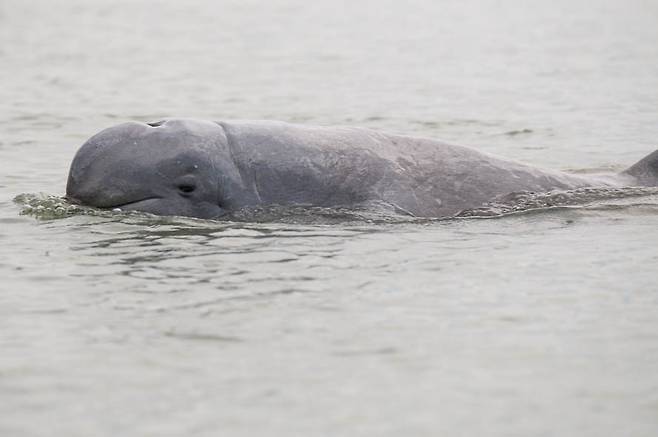 이라와디돌고래는 강과 바다에서 둘다 서식하는 흔치 않은 포유류다.