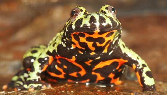 유럽에서 애완용으로 수입한 한국산 무당개구리. 전 세계 개구리를 멸종 위기로 몰아 넣은 항아리곰팡이병이 한국산 개구리에서 비롯된 것으로 밝혀졌다. /사이언스