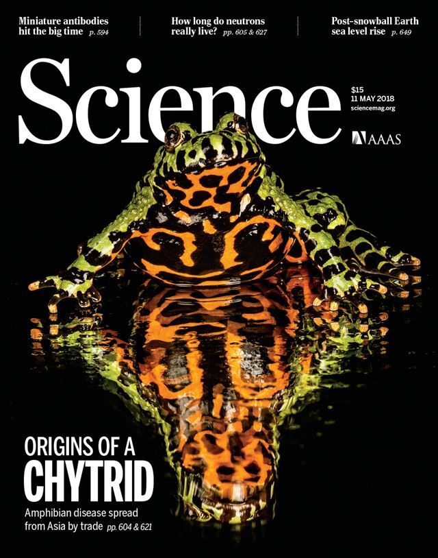 전 세계를 휩쓴 항아리곰팡이가 국내 무당개구리에서 유래했다는 연구결과가 실린 국제학술지 ‘사이언스’ 11일자 표지. 사이언스 제공